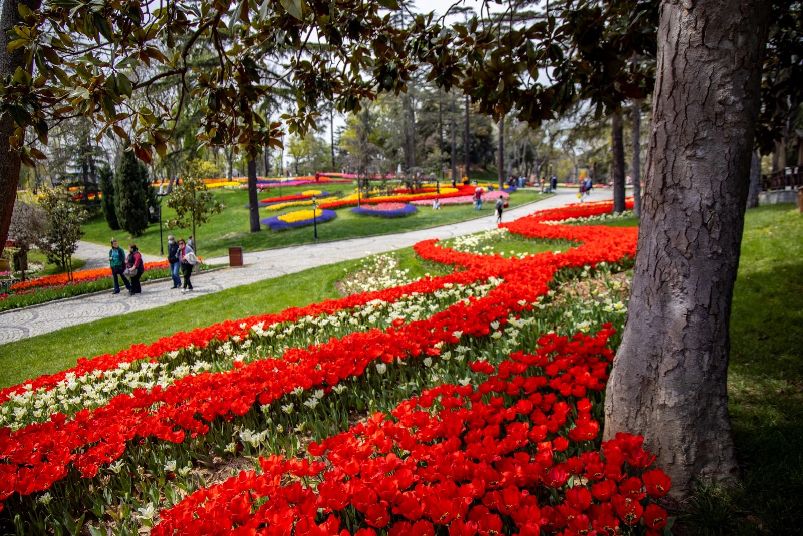 İstanbul Tulips in Spring 1